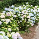 종달리수국길 이미지