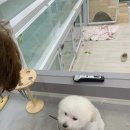 조은애견미용 이미지