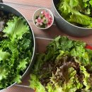 선정농장 | 안산주말농장 신청자격, 신청방법, 당첨 후 가족 텃밭 가꾸기 작물 추천