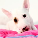 캐터리 플러스 이미지