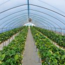 한사랑농장 이미지