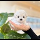 아이러브 독 이미지