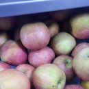 누리농장 | 농라 누리과일님 사과후기