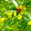 고향풍년 이미지