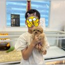 온퍼피 프리미엄 전주강아지분양 본점 이미지