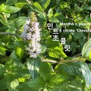 민트 초콜릿 야생화를 찾아서(399) 이미지