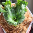 사월오일 이미지