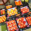 장택농장 | 충북 보은 산지직판 복숭아 맛집 / 장택복숭아 맛집[마름골농장]