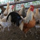 현인농장 이미지