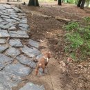 중앙공원(야외음악당) | “수원 효원공원 산책코스 : 초코와 함께한 도심 속 여행”