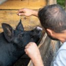 포도원흑돼지 이미지