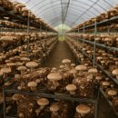 원식농장 이미지