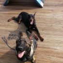 행복한댕댕이 이미지