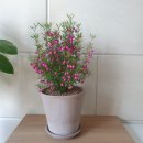 상춘꽃농원 이미지