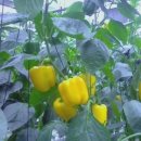 방주농원 이미지