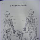 전립선염(전립선비대증)에 맞는 혈자리 이미지