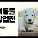광주다온동물병원 네이버블로그