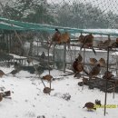 영하농장 이미지