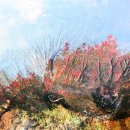 동백동산 이미지