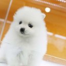 도그블랑 이미지