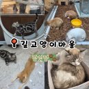 CU잠실현대점 | 송리단길 데이트 추천 길고양이마을 잠실점 개냥이천국🐱