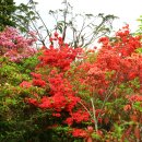 고산의원 Daum카페