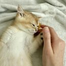 가방위에 고양이 | 고양이 이동장 백팩 내돈내산 후기 및 추천!