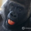 엔틱가든 네이버블로그