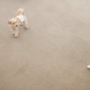 뽀뽀뽀하개 이미지