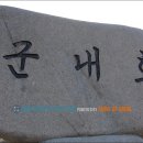 진도 고니류 도래지 티스토리