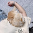 보노펫(BONO PET) 이미지