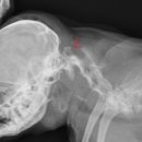 정원 양한방동물병원 이미지