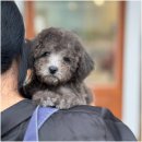 함께 있어줄개 이미지