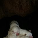 진도개사랑 이미지