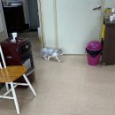 금왕동물병원 이미지