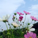 코스모스 이미지