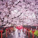 3월29 수~ 4월1토 / 예술섬 나오시마 벚꽃투어 이미지