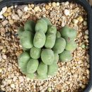 카사블링카 이미지