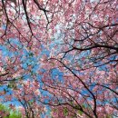 5월17일(일)서리산-축령산 종주 산행공지! 이미지