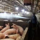 (주)이글벳 이미지