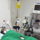 구피동물병원 이미지