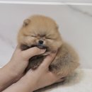 날으는 동물병원 | 공덕동강아지무료분양 포메라니안 아빠선물