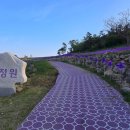 제470회 26'04.26(일) 신안 박지도 퍼플섬여행 이미지