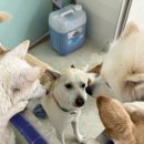 부산대형견호텔 24시 강아지유치원 목욕 대견하개 서면점 이미지