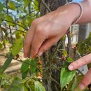 사오농장 | 여행 #3] 겨울에 따뜻한 나라로 떠나는 여행~~ 아이들과 푸꾸옥 여행 후기 (후추농장, 호국사, 사오비치)