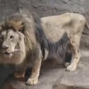 어서오개 이미지