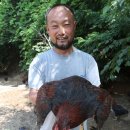 이택희의 맛따라기 - 산(山)닭 키우는 홍천 ‘달구와 낭구’ 이미지