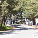 해파랑길 41코스 티스토리
