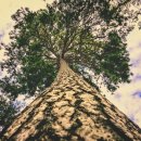 참새방앗간 이미지