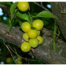 금월농장 이미지